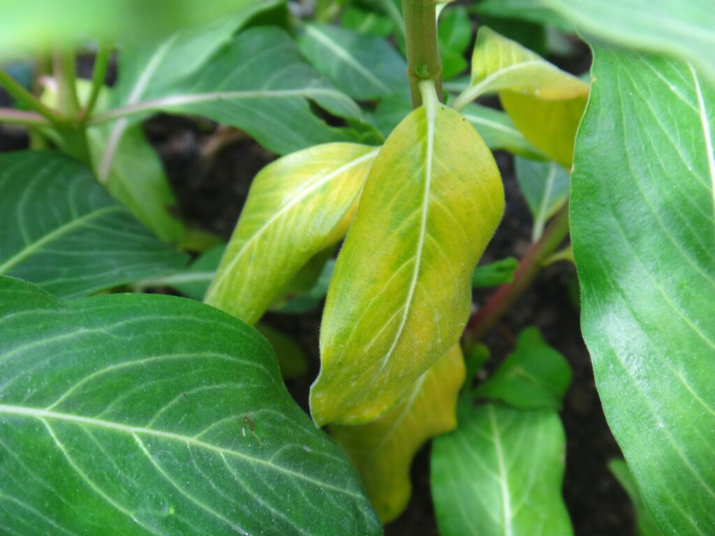 علاج اصفرار الأوراق بسبب نقص الحديد باستخدام منتجات شركة الرواد كيم للأسمدة الزراعية