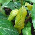 علاج اصفرار الأوراق بسبب نقص الحديد باستخدام منتجات شركة الرواد كيم للأسمدة الزراعية