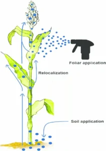 فحص جودة السماد الزراعي قبل الاستخدام لضمان كفاءة العناصر الصغرى وتحسين نمو النبات