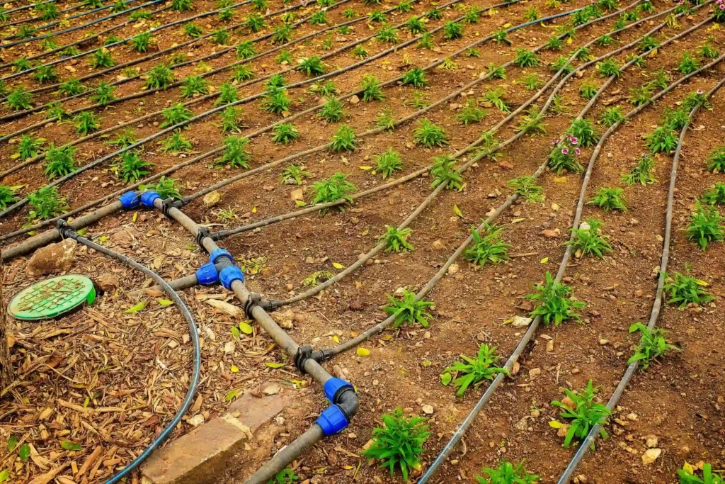 استخدام دلهاس دوجرو هيوميك سائل 20 لتر من الرواد كيم مع نظام الري بالتنقيط لتحسين خصوبة التربة وتنشيط الجذور