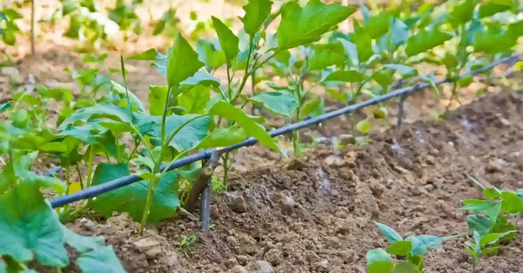 معدلات استخدام دلهاس حديد 13% من شركة الرواد كيم عن طريق الري والرش الورقي