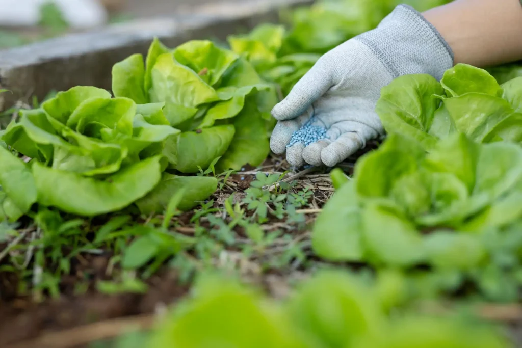 معدلات استخدام منجنيز دلهاس 13% لتحسين نمو النبات – الرواد كيم