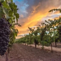 سماد NPK 8-10-5 Delhas A Plus لدعم النمو المتوازن للعنب وتحسين عقد وجودة الثمار