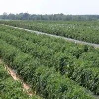 سماد NPK 8-10-5 Delhas A Plus لرفع إنتاجية الطماطم وتحسين جودة الثمار